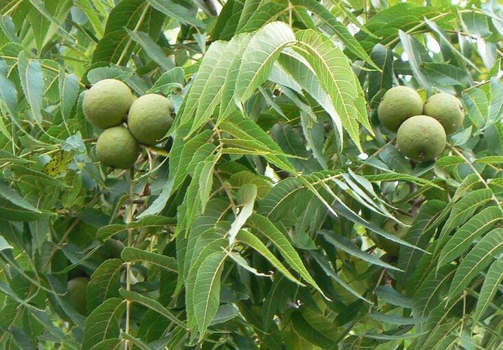 green nuts from parasites