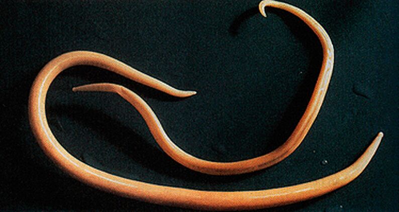 A parasitic worm that can enter the human body
