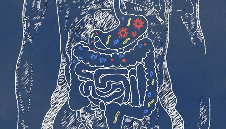 parasites in the human intestine