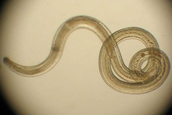 parasite of worms from the human body