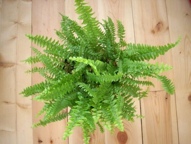 fern to prevent parasites