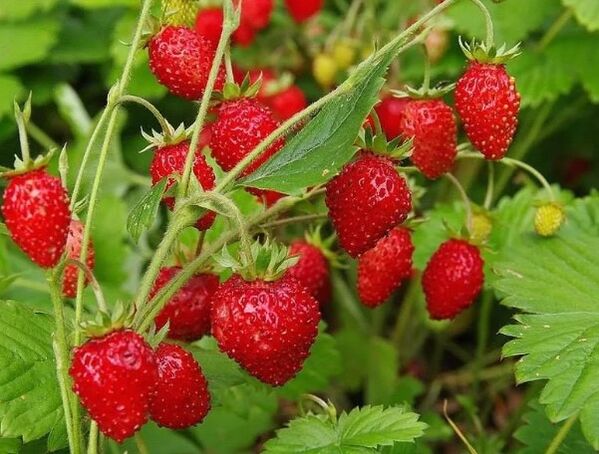 Strawberry berry