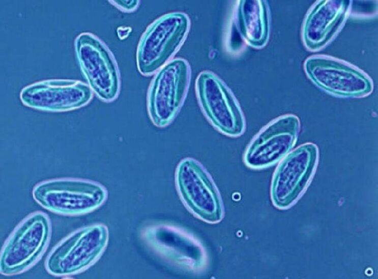worms in people