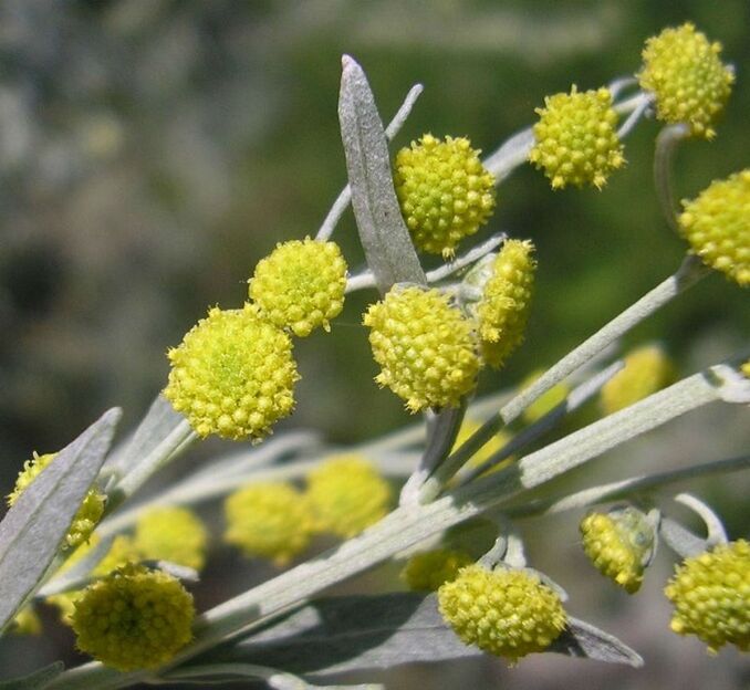 Wormwood to remove parasites from the body