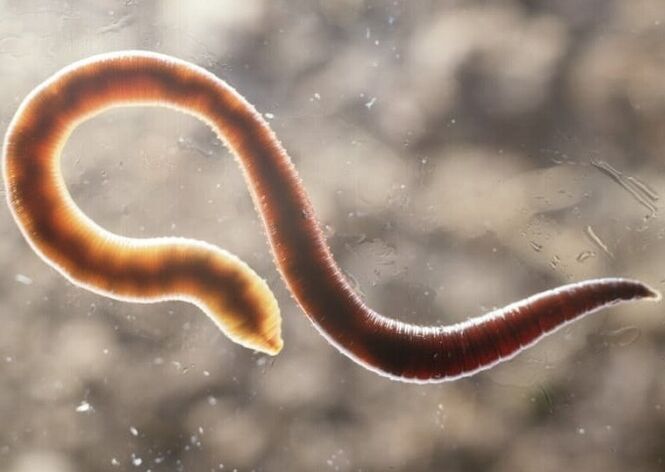 a worm parasite of the human body