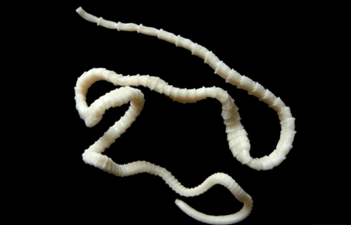 what cattle tapeworm looks like in the human body