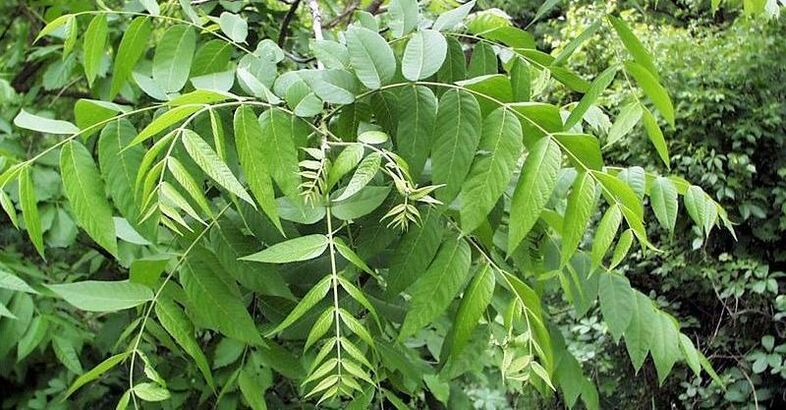 walnut leaves to remove parasites